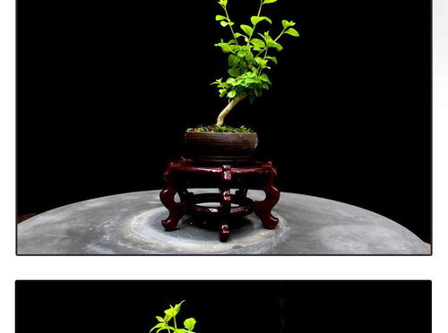 方寸間的詩意與清新 如皋紫薇微型盆景，打造桌面素雅文藝空間