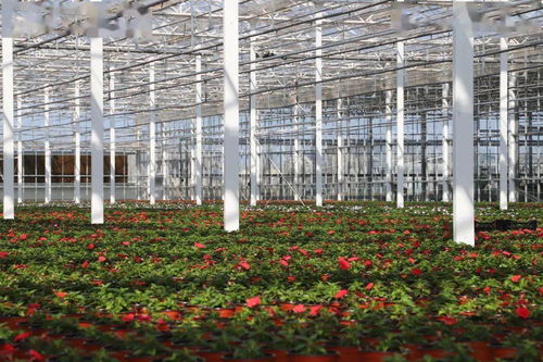 光明超級(jí)工廠 花博會(huì)背后的“?！睔馀c花卉銷售新篇章